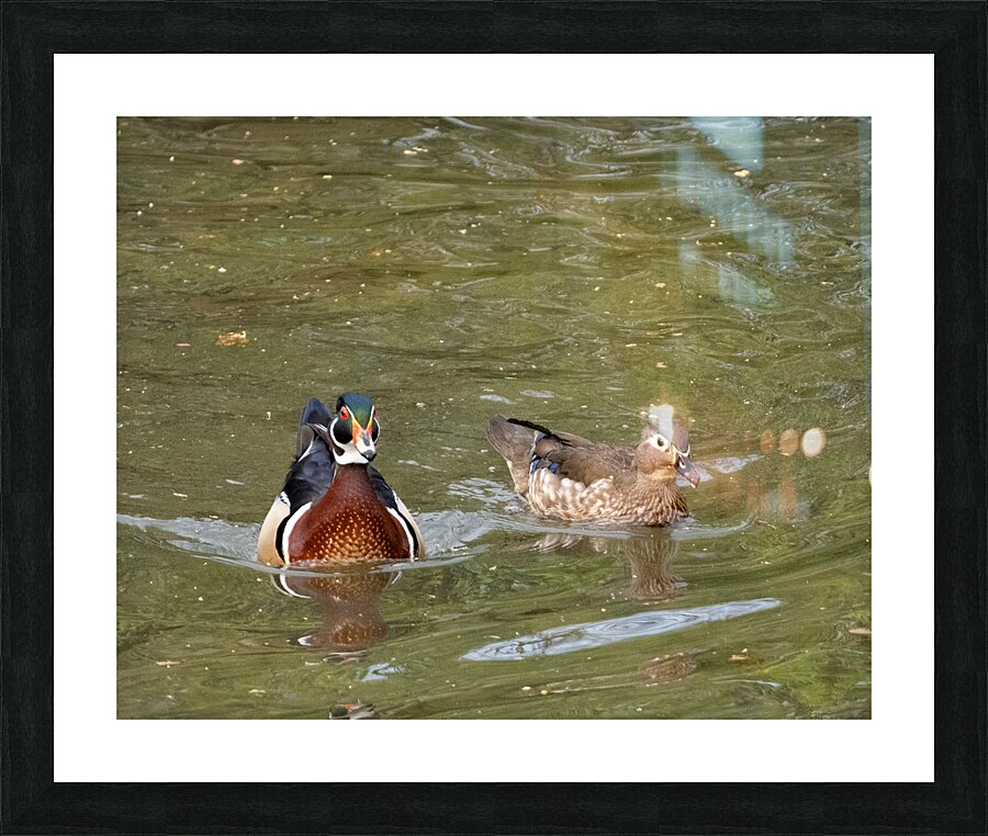Waterfowl 48 Picture Frame print