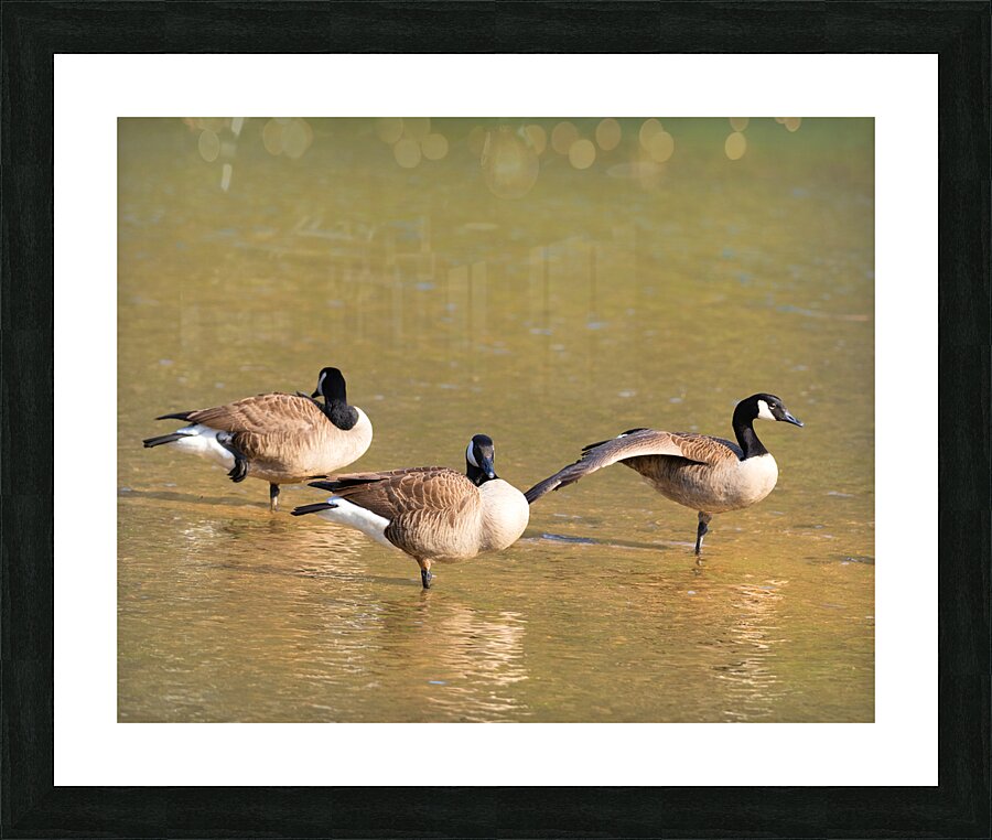 Waterfowl 49 Picture Frame print