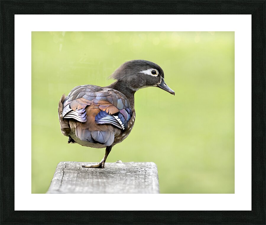 Waterfowl 50 Picture Frame print