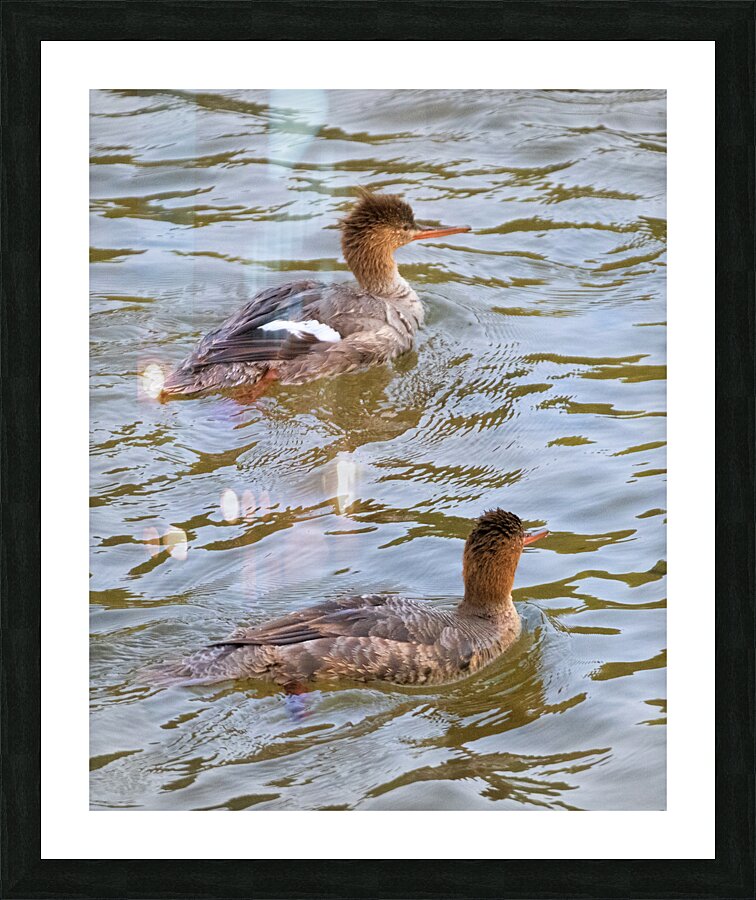 Waterfowl 51 Picture Frame print