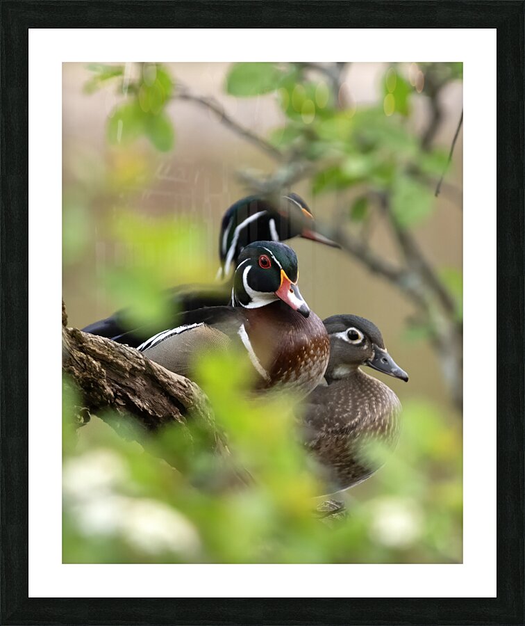 Waterfowl 52 Picture Frame print