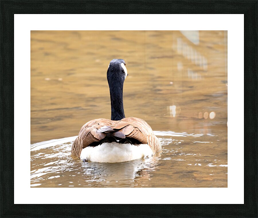 Waterfowl 53 Picture Frame print