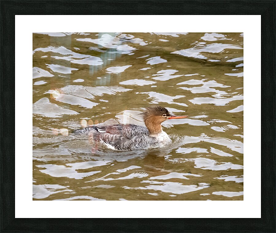 Waterfowl 54 Picture Frame print