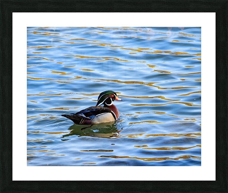 Waterfowl 55 Picture Frame print