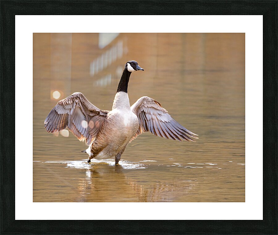 Waterfowl 56 Picture Frame print