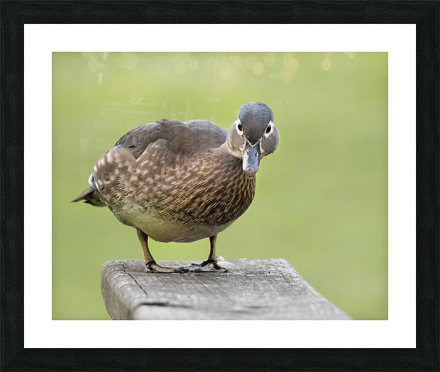 Waterfowl 57 Picture Frame print