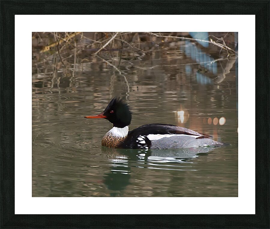 Waterfowl 59 Picture Frame print