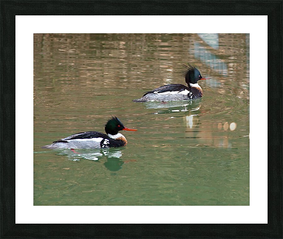 Waterfowl 60 Picture Frame print