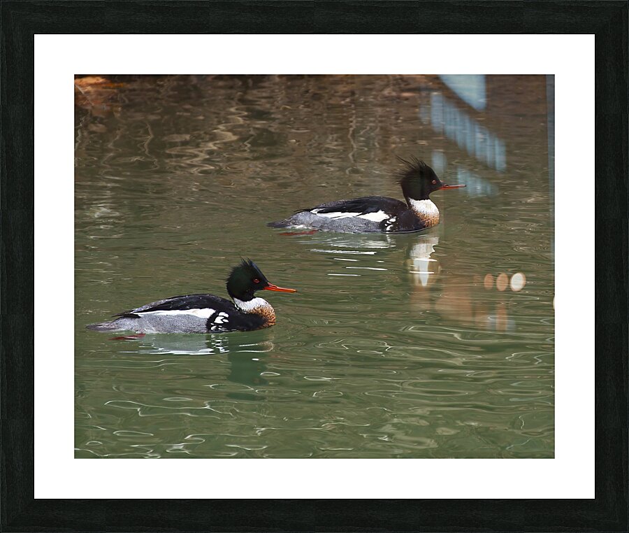 Waterfowl 63 Picture Frame print