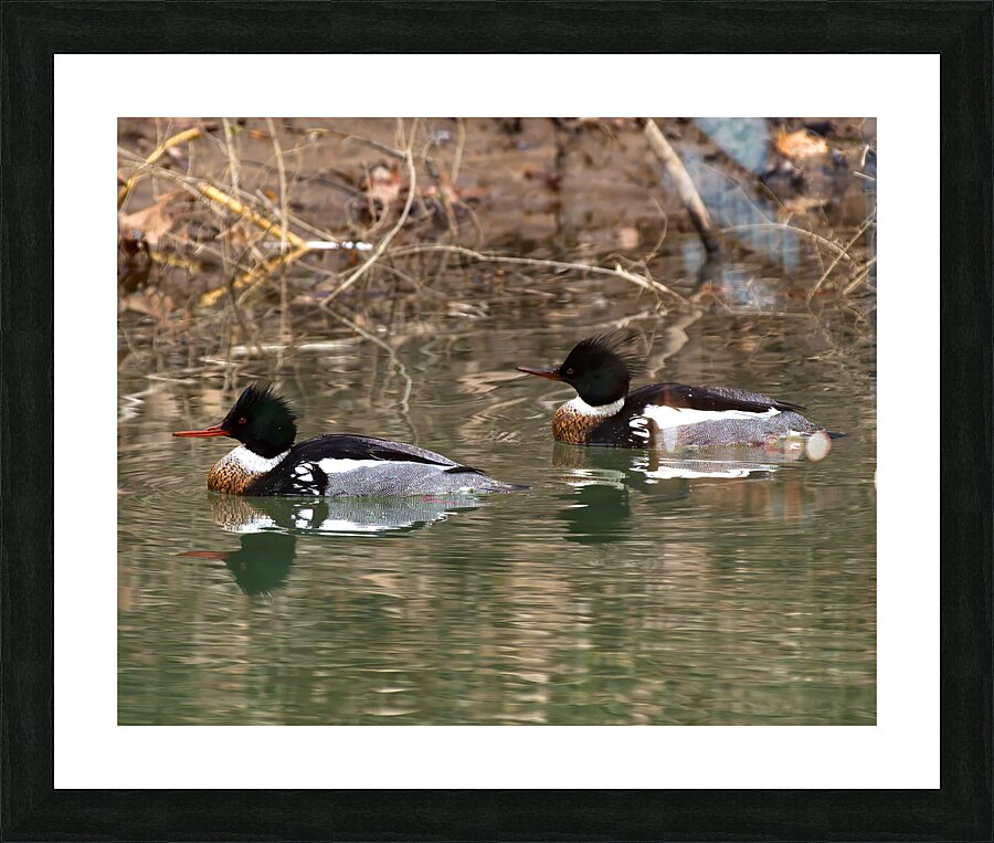 Waterfowl 64 Picture Frame print