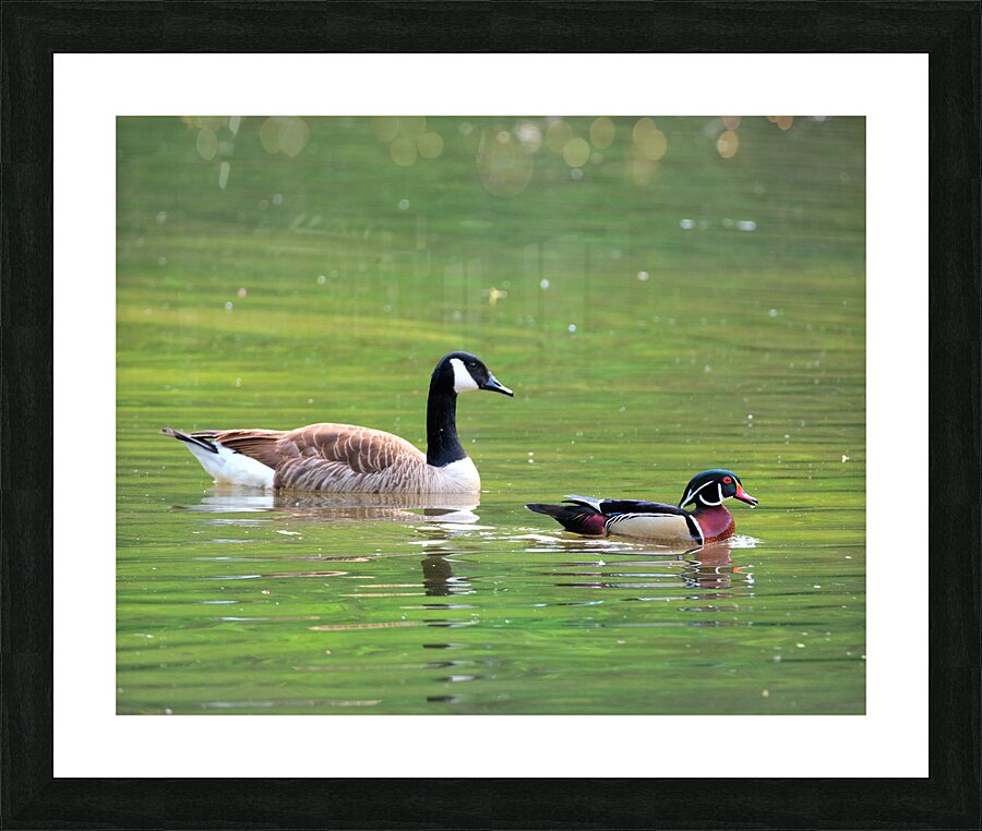 Waterfowl 65 Picture Frame print