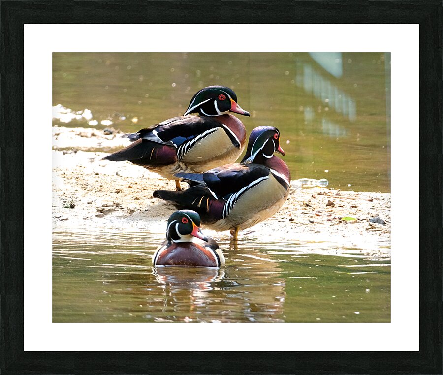 Waterfowl 66 Picture Frame print