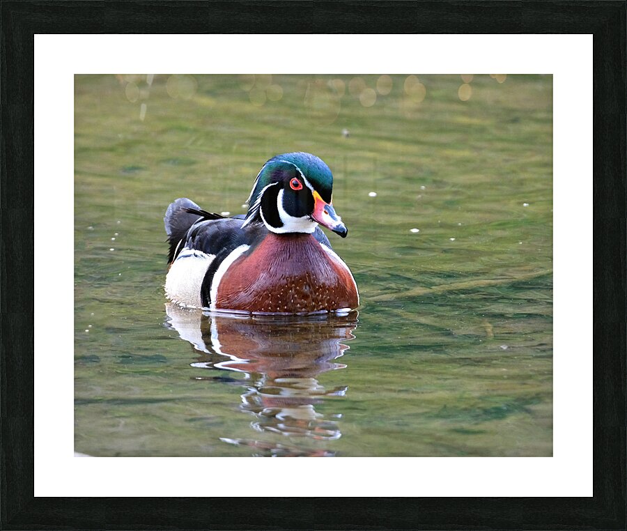 Waterfowl 68 Picture Frame print