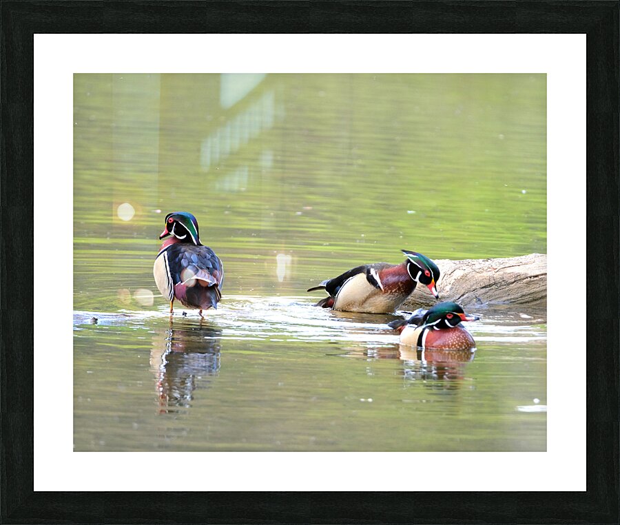 Waterfowl 69 Picture Frame print