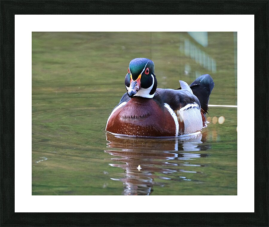 Waterfowl 70 Picture Frame print