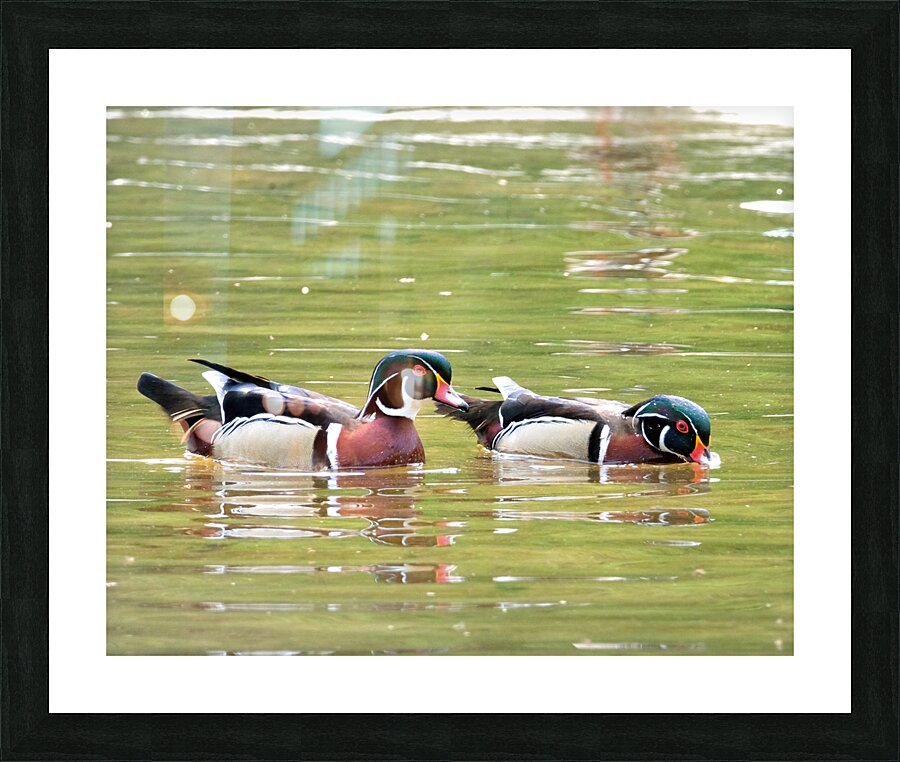 Waterfowl 71 Picture Frame print