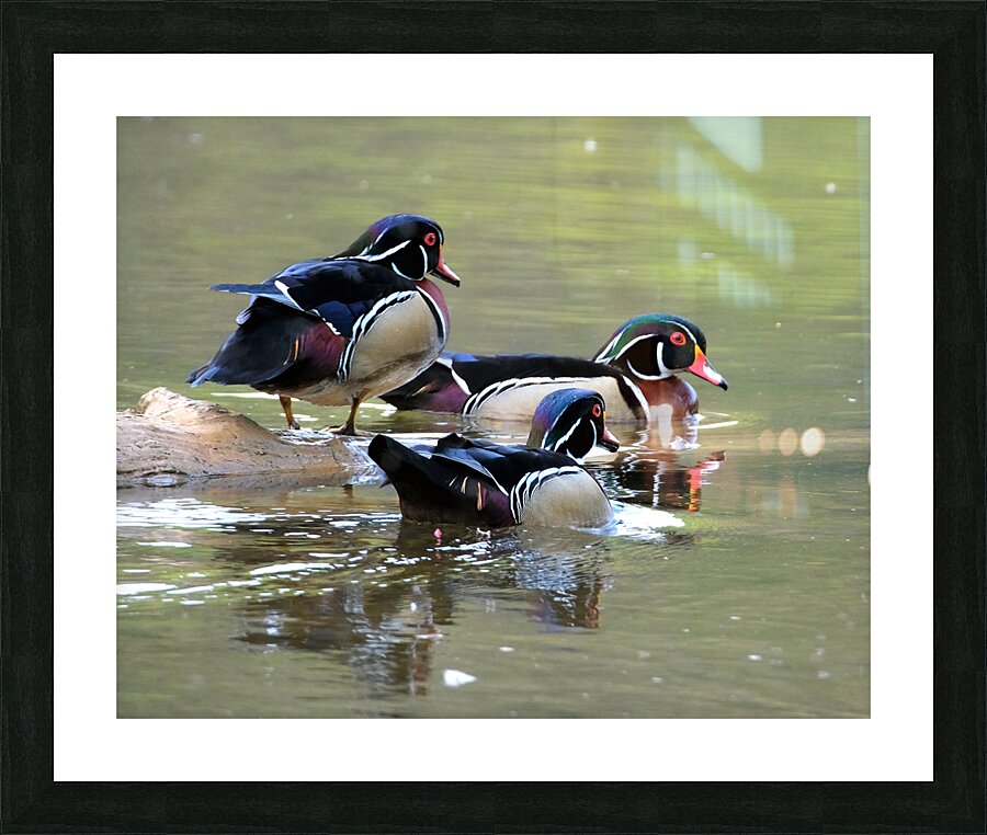 Waterfowl 72 Picture Frame print