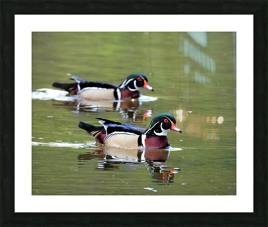 Waterfowl 73 Picture Frame print