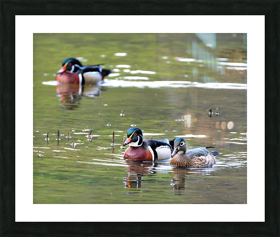 Waterfowl 75 Picture Frame print