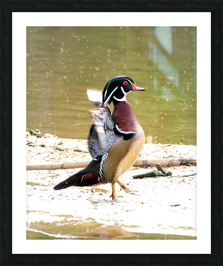 Waterfowl 76 Picture Frame print