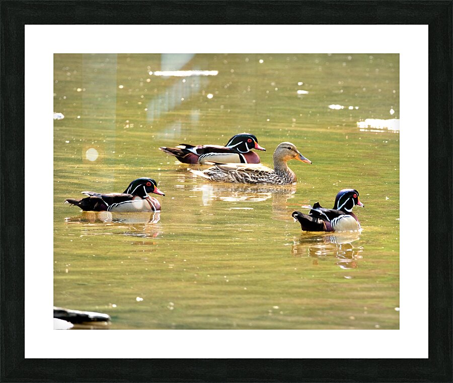 Waterfowl 78 Picture Frame print