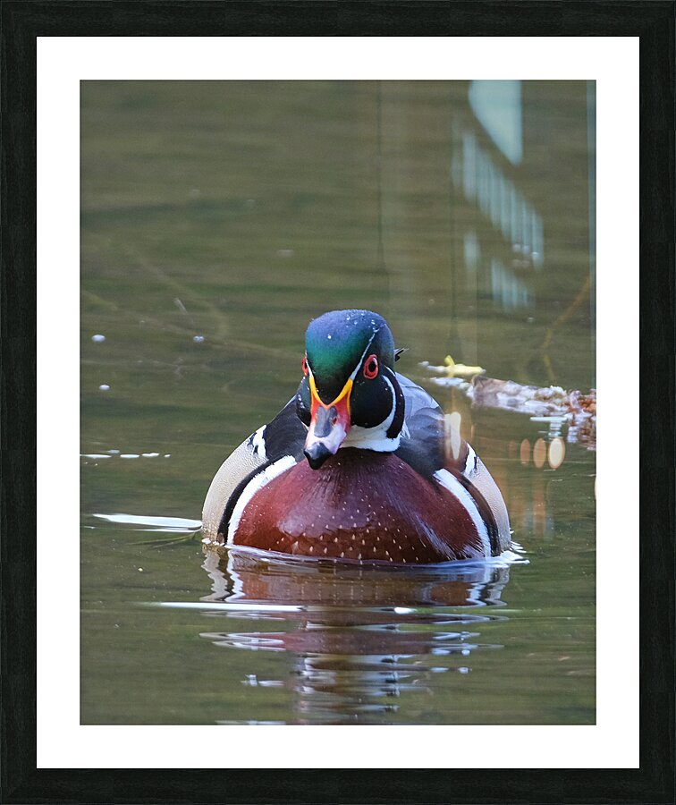 Waterfowl 77 Picture Frame print
