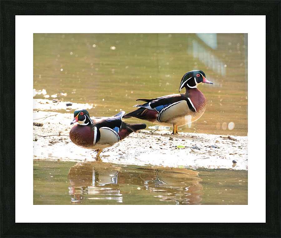 Waterfowl 79 Picture Frame print