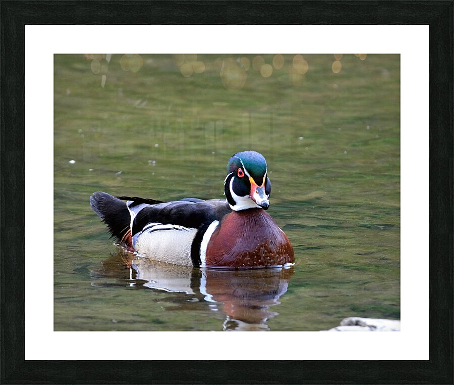 Waterfowl 80 Picture Frame print