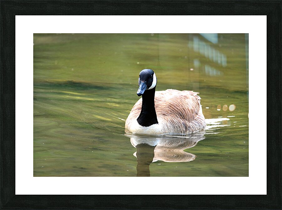 Waterfowl 81 Picture Frame print