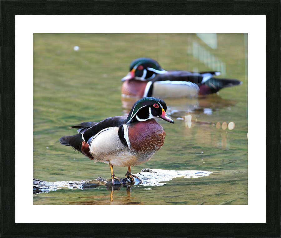 Waterfowl 82 Picture Frame print