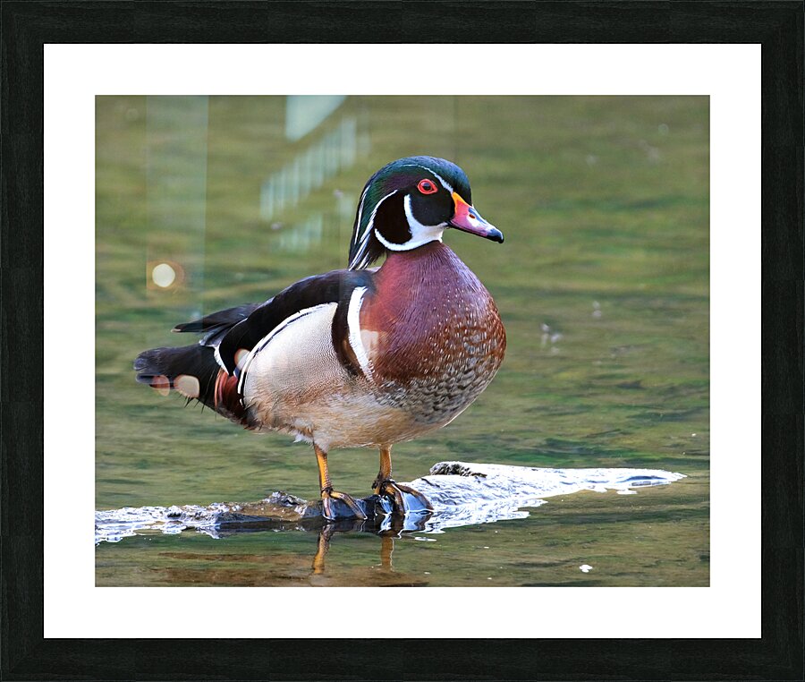 Waterfowl 83 Picture Frame print