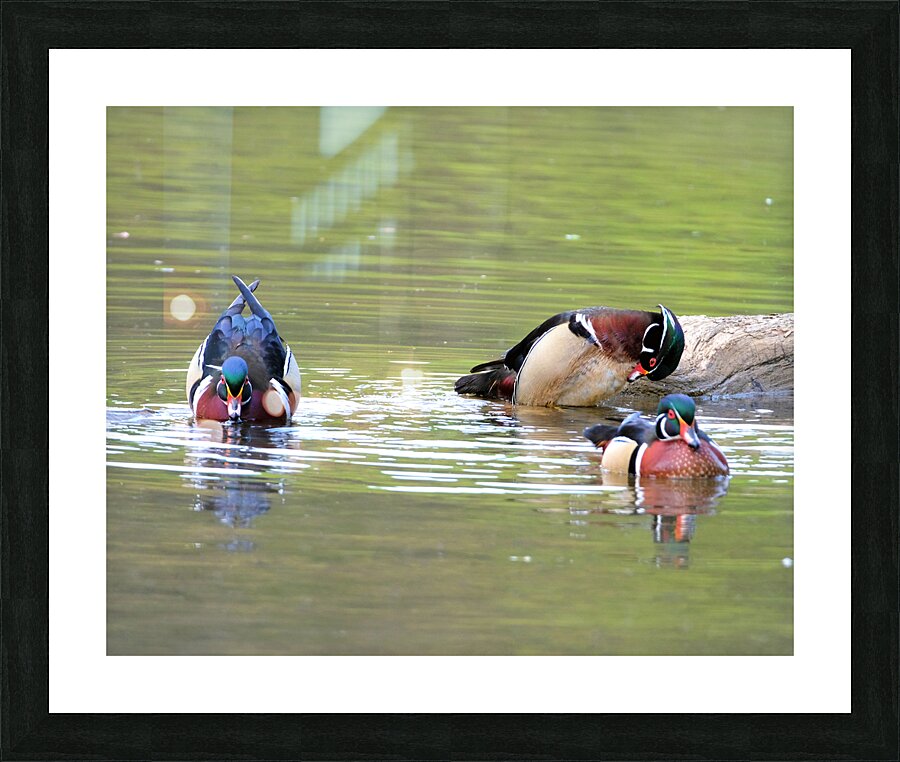 Waterfowl84 Picture Frame print