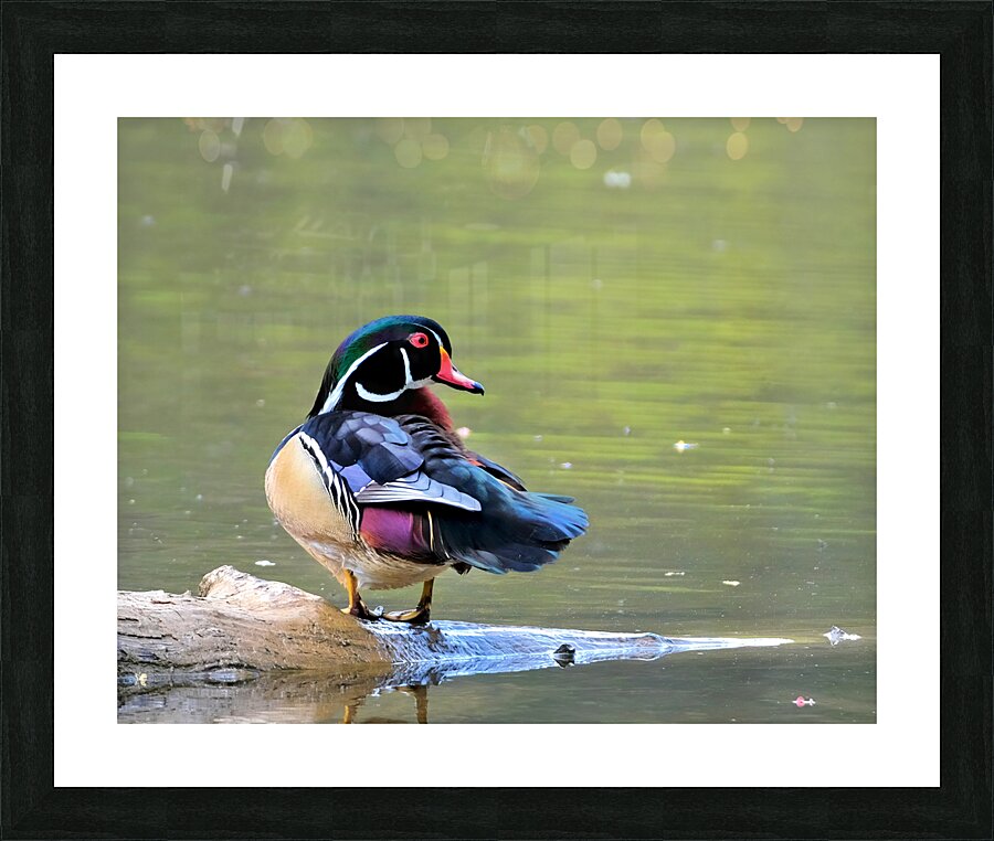 Waterfowl 85 Picture Frame print