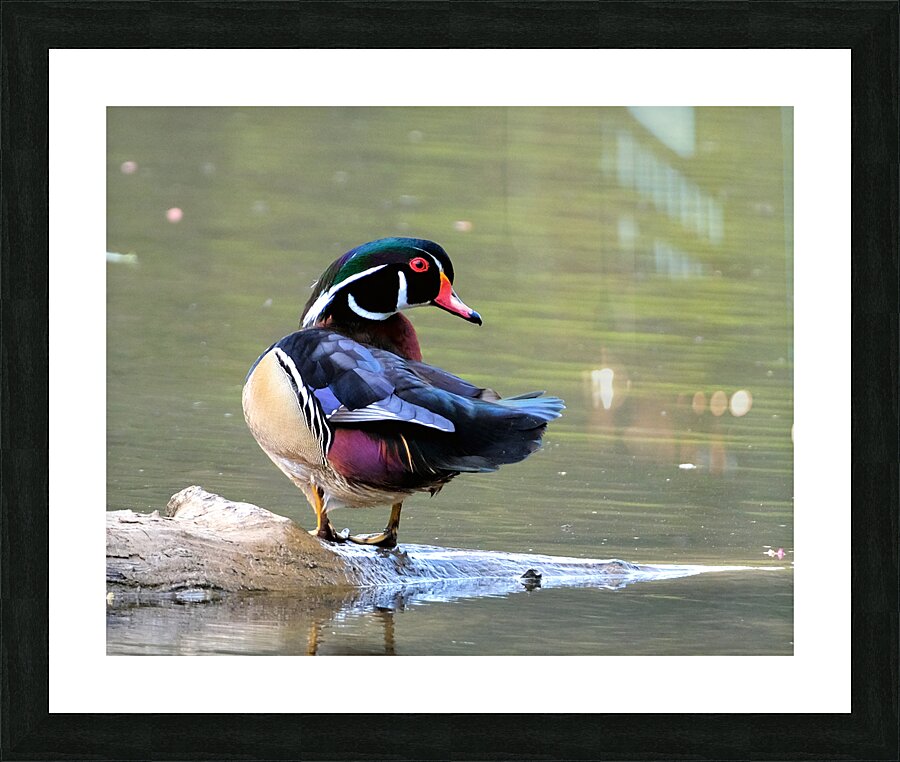 Waterfowl 87 Picture Frame print