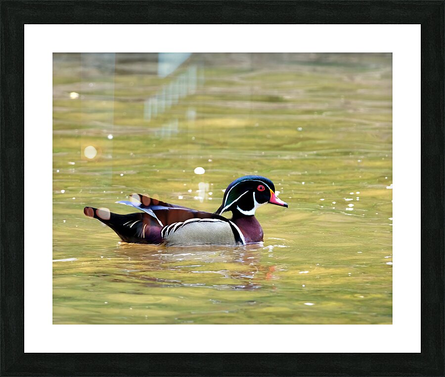 Waterfowl 88 Picture Frame print