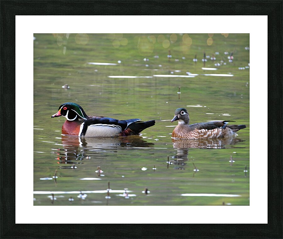 Waterfowl 89 Picture Frame print