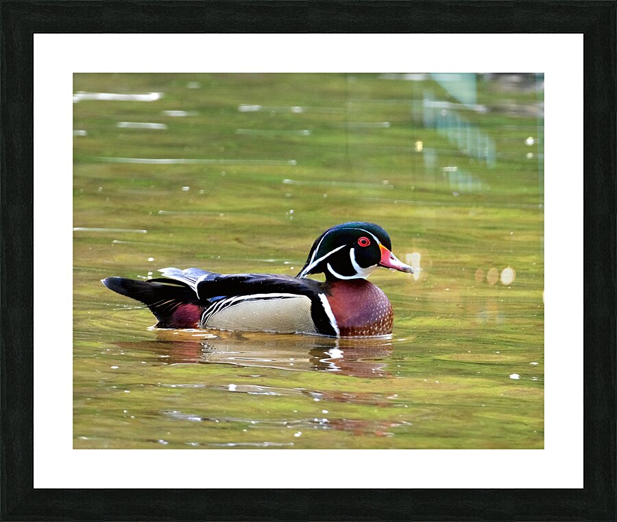Waterfowl 90 Picture Frame print