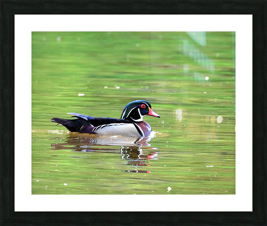 Waterfowl 91 Picture Frame print