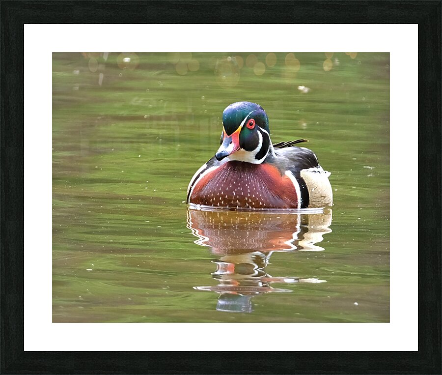 Waterfowl 92 Picture Frame print