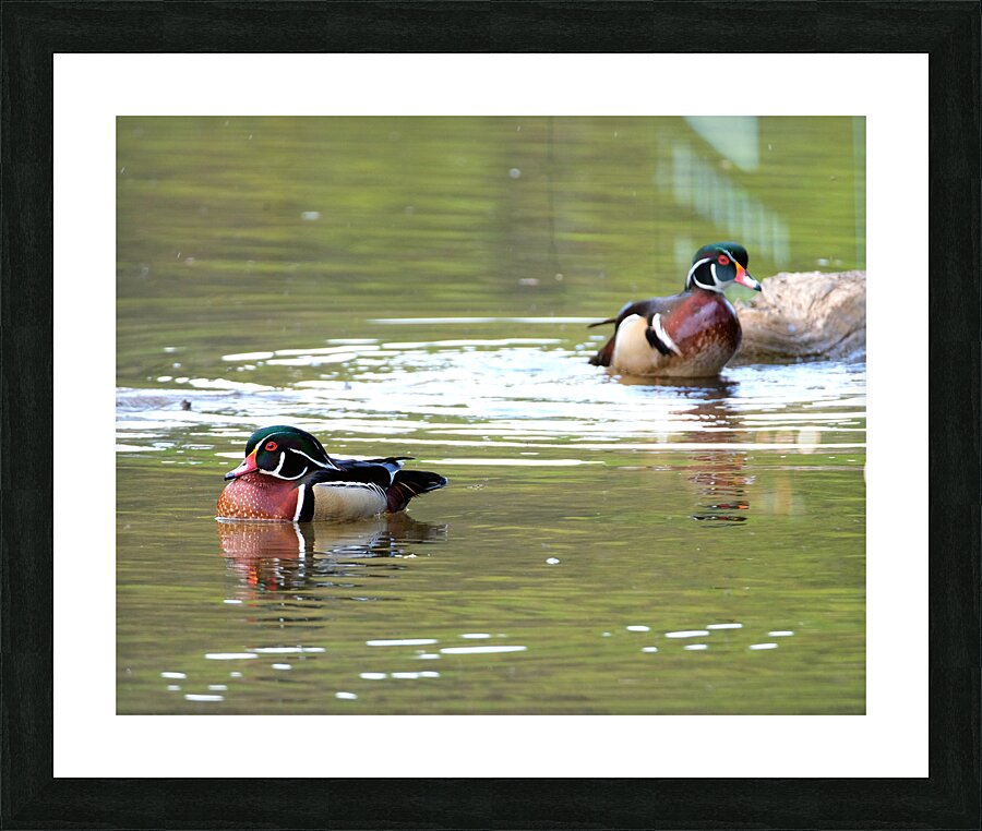 Waterfowl 93 Picture Frame print