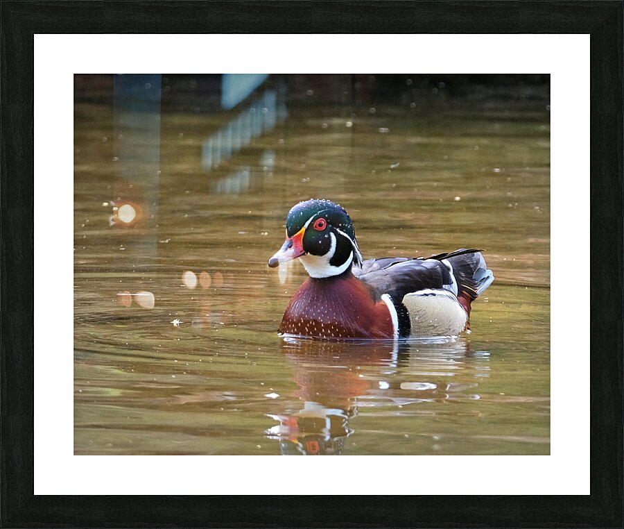 Waterfowl 94 Picture Frame print