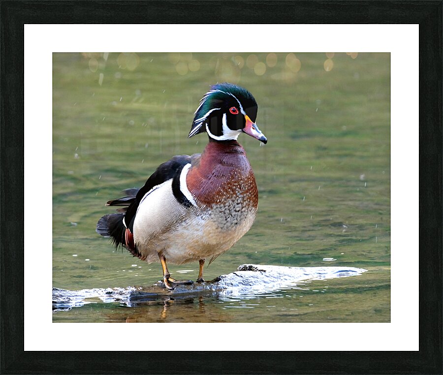 Waterfowl 95 Picture Frame print
