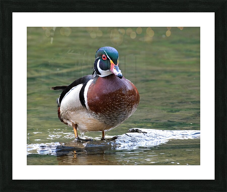 Waterfowl 96 Picture Frame print