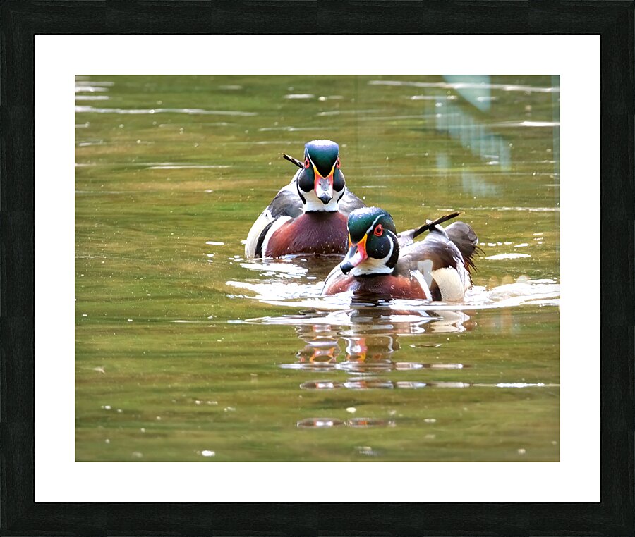 Waterfowl 97 Picture Frame print