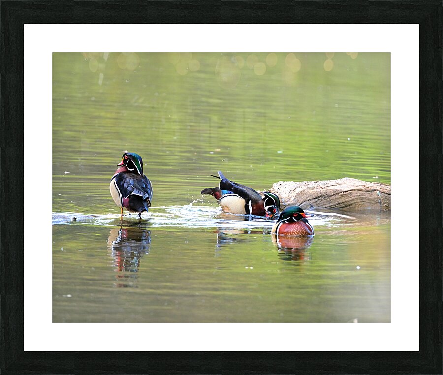 Waterfowl 98 Picture Frame print