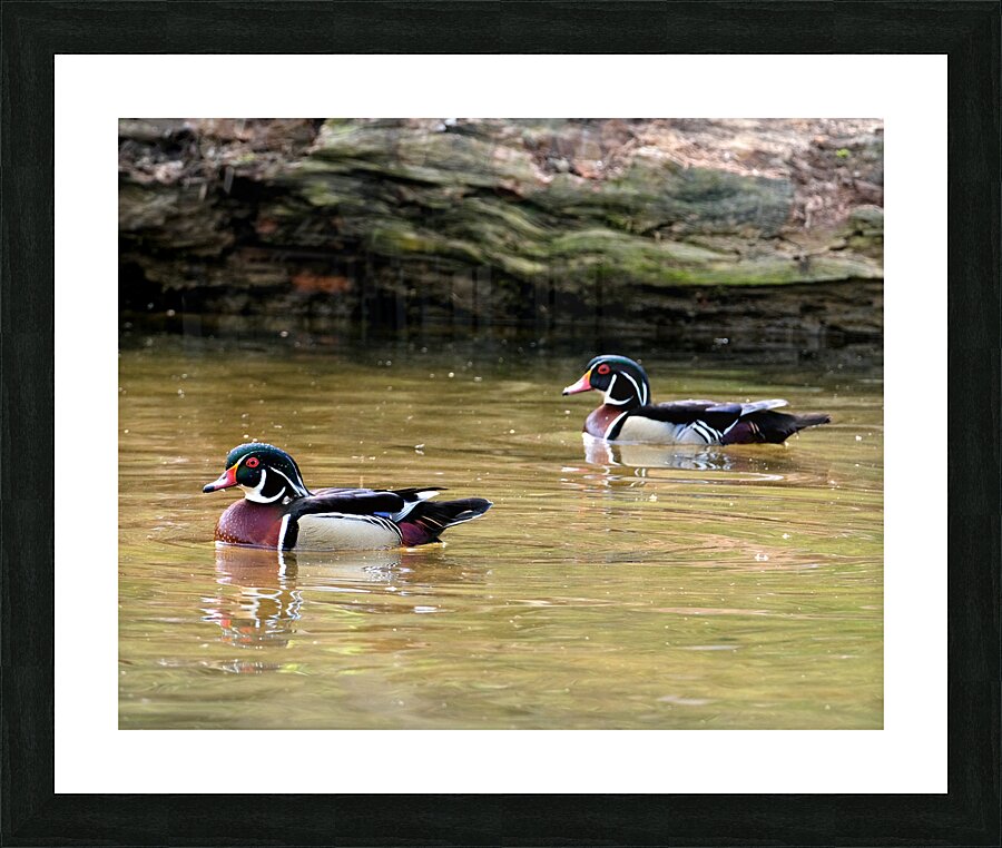 Waterfowl 99 Picture Frame print