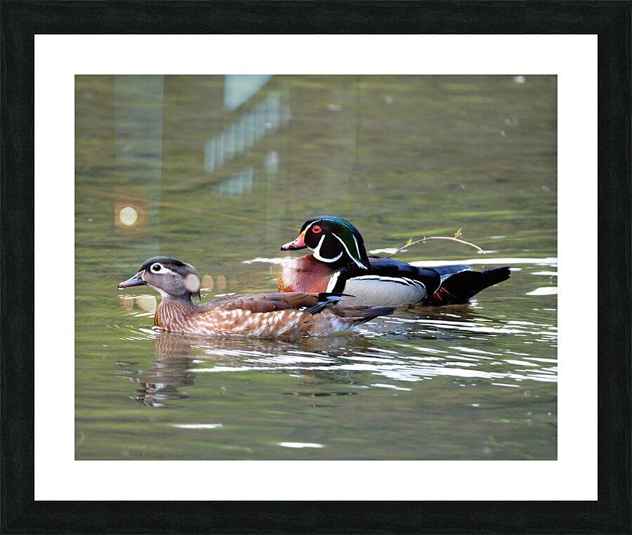 Waterfowl 101 Picture Frame print