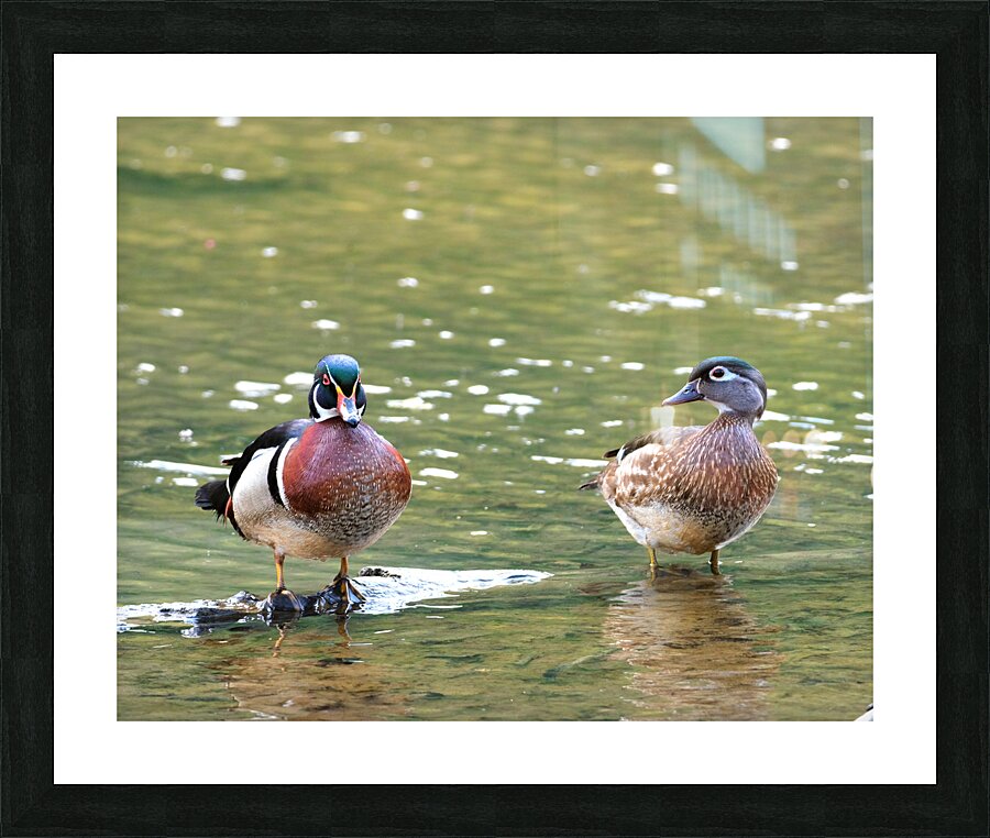 Waterfowl 102 Picture Frame print