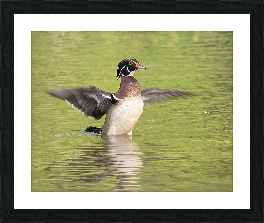 Waterfowl 103 Picture Frame print