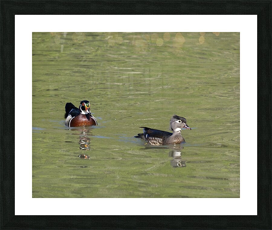 Waterfowl 104 Picture Frame print